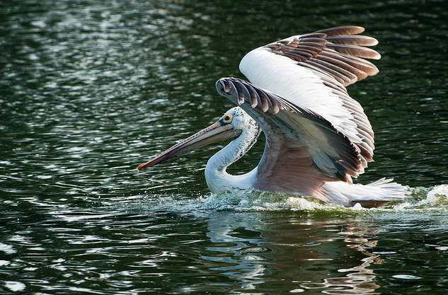 pelecanus philippensis