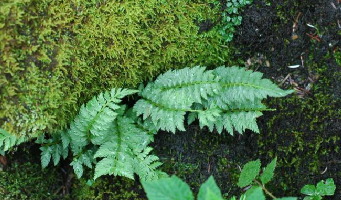 孢子囊群生在上部羽片.中国境内产于四川和云南等地.生地海拔较高.