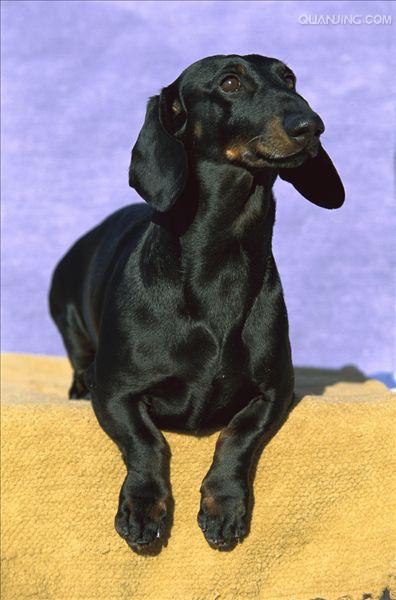  p>腊肠犬(dachshund)是一种短腿,长身的猎犬.