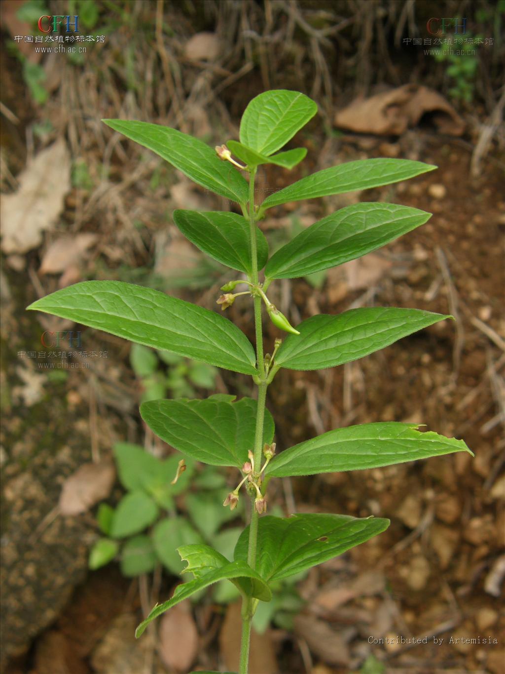  p data-id="gnwut0a9ll">富宁藤( i>parepig