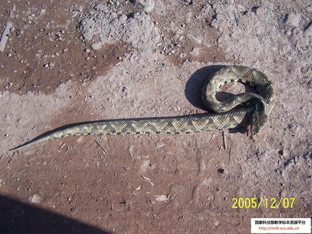  p>尖吻蝮(学名: i>deinagkistrodon /i>)是 a target="_blank" href=