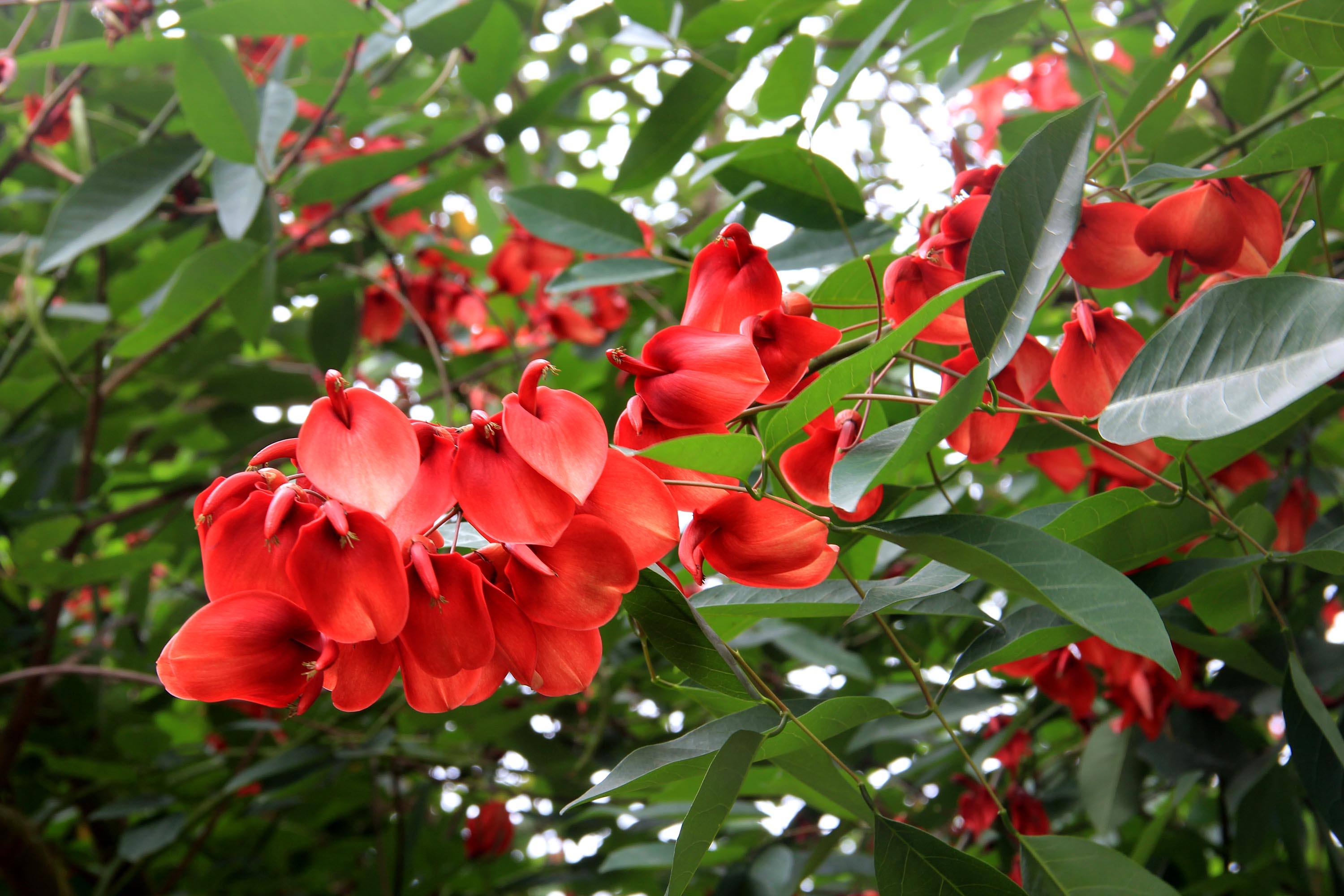  p>鸡冠刺桐(学名: i>erythrina crista-galli /i> linn.