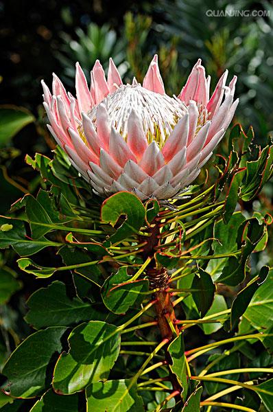 南非皇后帝王花