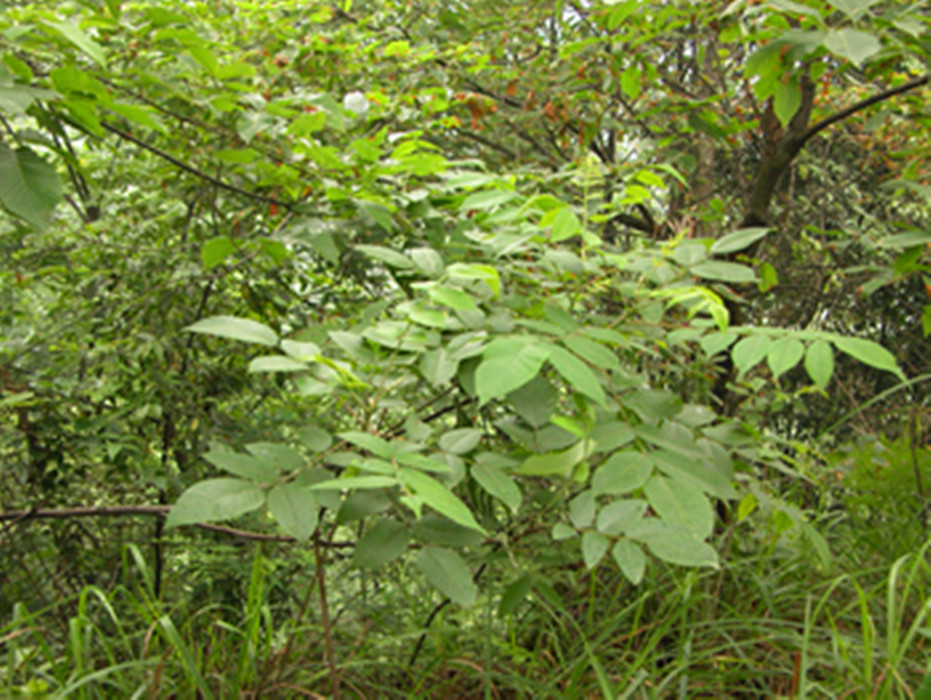百药煎