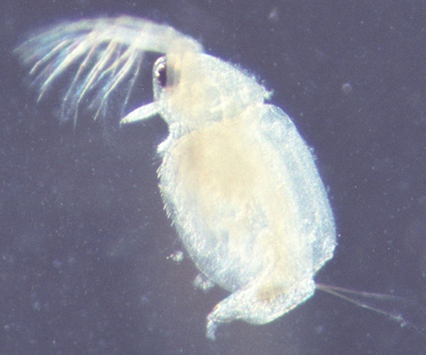 动物 /a>纲, a href="#" data-lemmaid="9075476">鳃足亚纲 /a>的一目