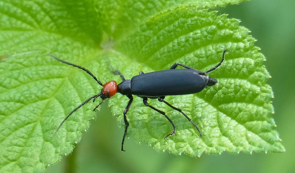  p data-id="gnx1e9d5xg">昆虫名,为鞘翅目, a target="_blank" href=