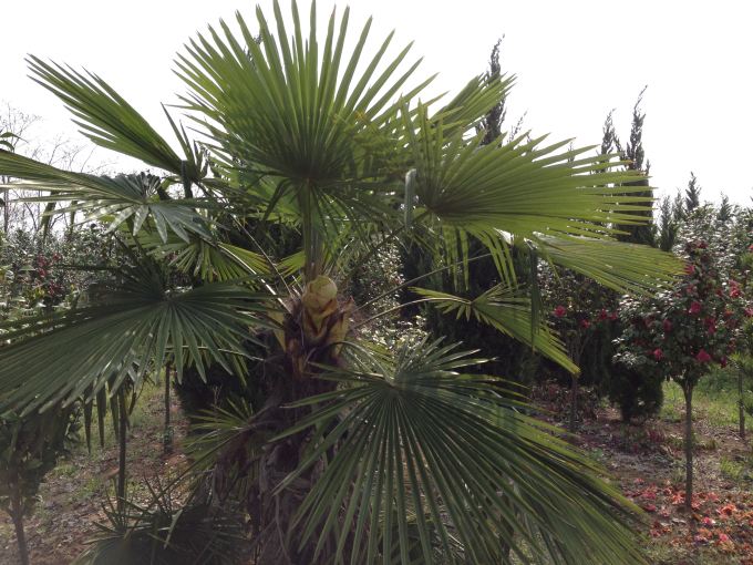  p>棕榈木,学名palmoxylon, a href="#">槟榔科 /a>,生长在 a href="