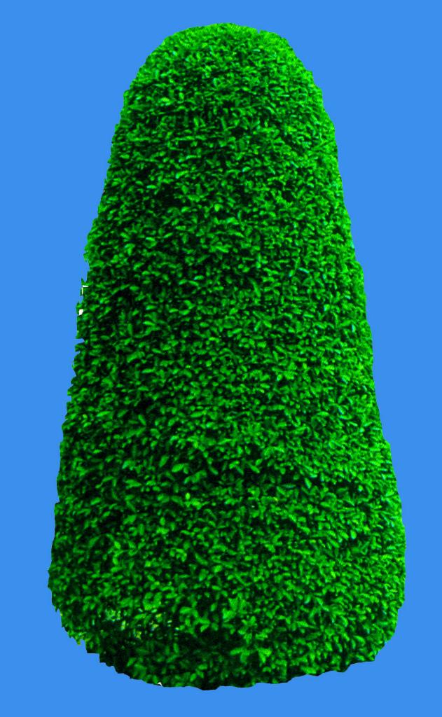  p>垂叶榕(学名: i>ficus benjamina  /i>l.)桑科植物.