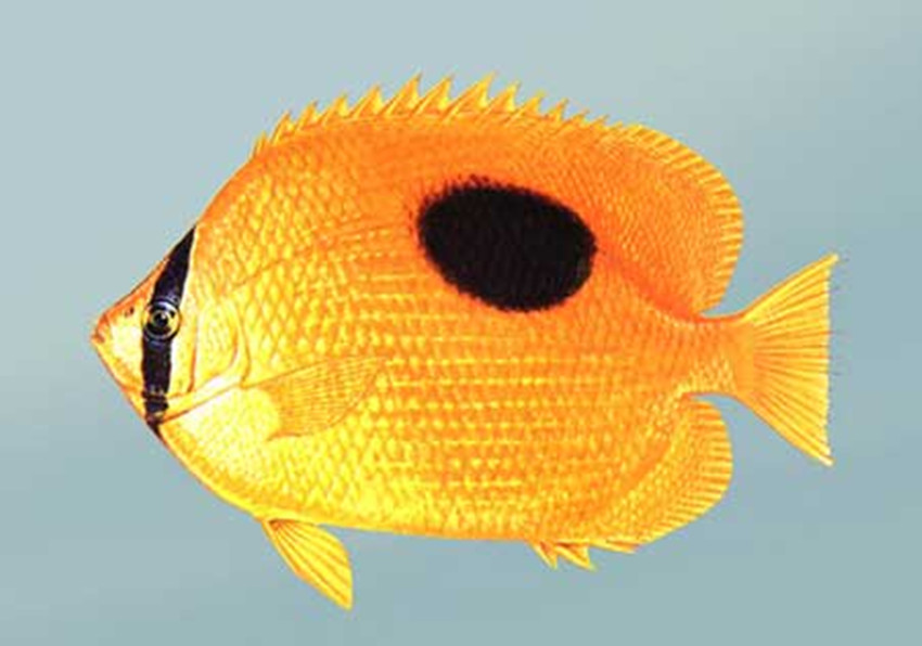  p>黄斑燕鳐,cypselurus katoptron,为飞鱼科燕鳐属的鱼类,暖水性上层