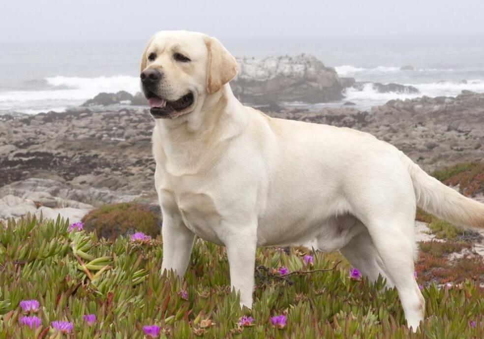  p> a target="_blank" href="/item/拉布拉多/4152961" data-lemmaid