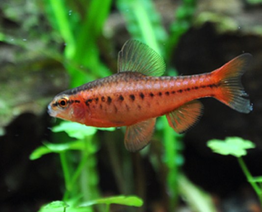  p>樱桃无须魮(puntius titteya),俗称红玫瑰鱼.