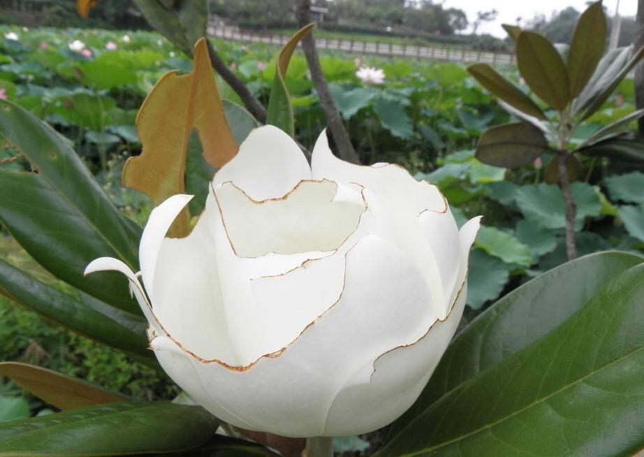  p>川滇木莲(学名:manglietia duclouxii),是 a target="_blank" href