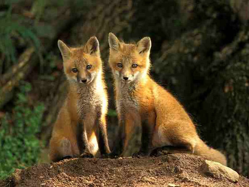 是南美洲大陆内体型第二大的 a>犬科 /a>动物,仅次于 a href="#" data