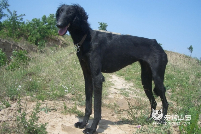  p>中国细犬(简称细犬) 是中国古老的狩猎犬种