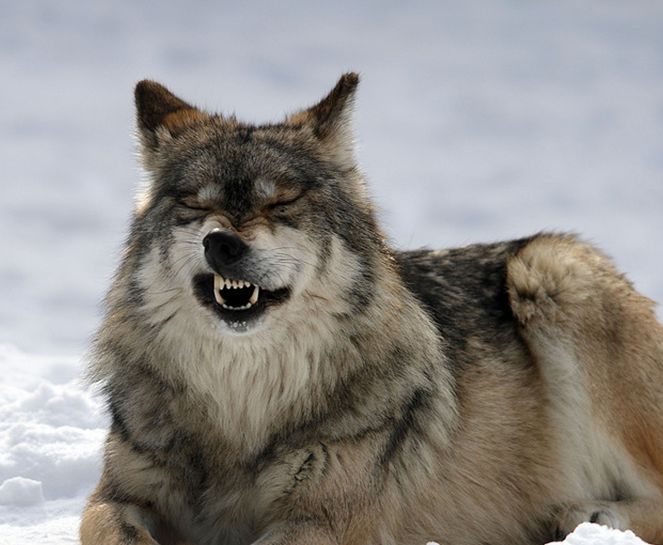  p>墨西哥狼(学名: i>canis lupus baileyi /i>)是 a href="#" data