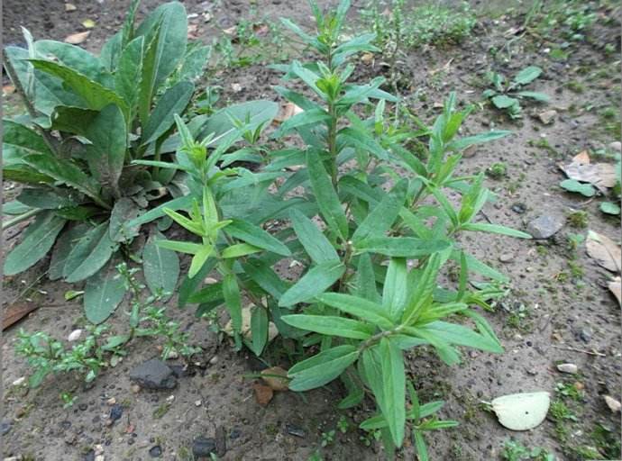 meehania fargesii var. pedunculata