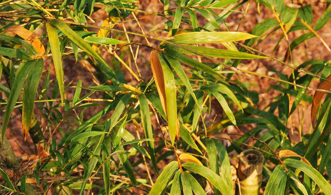  p>大眼竹( a href="#" data-lemmaid="8074290">学名 /a>:bambusa eu