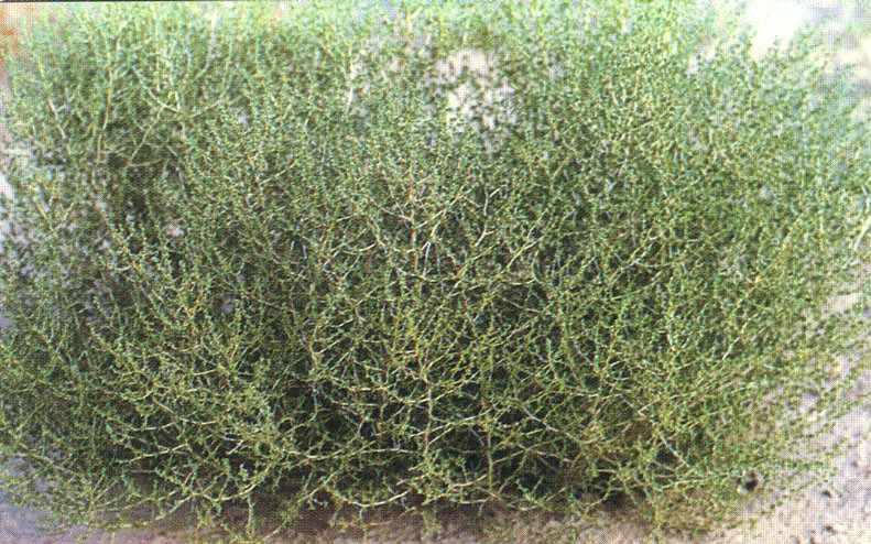  p>白茎盐生草(学名: i>halogeton arachnoideus /i> moq.