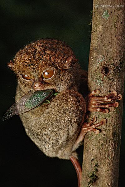  p>眼镜猴(学名:philippine tarsier),又称 a href="#" data-lemmaid=
