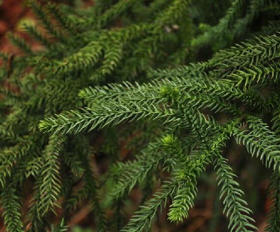  p>异叶南洋杉(学名: i>araucaria heterophylla /i> (salisb.