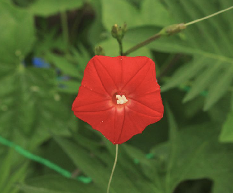  p>槭叶茑萝(学名: i>ipomoea /i>  i>× /i>  i>sloteri /i> (house)