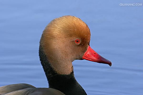  p>赤嘴潜鸭(学名: i>netta rufina /i>)俗称大红头,是大型鸭类,个体