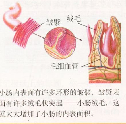 绒毛（柔软纤细的毛）_百度百科
