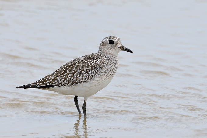  p>金鸻(学名: i>pluvialis fulva /i>):属中型 a target="_blank"