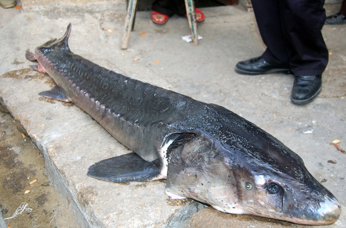  p>鲟科(学名:acipenseridae)是鲟形目下一个科, a target="_blank"