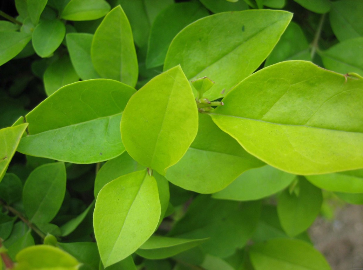  a target="_blank" href="/item/女贞属">女贞属 /a>常绿灌木或乔木