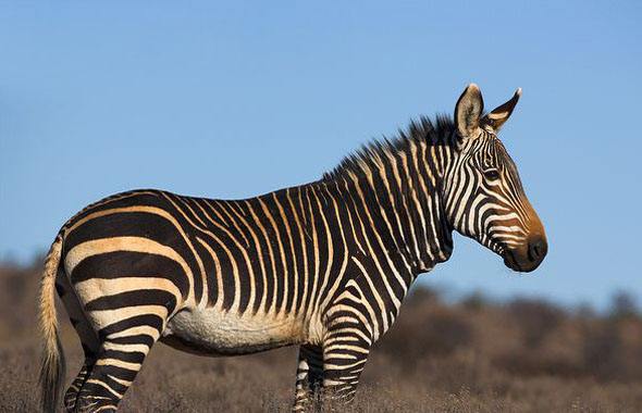  p>山斑马,学名: i>equus zebra /i>(linnaeus,1758),是 a href="#"