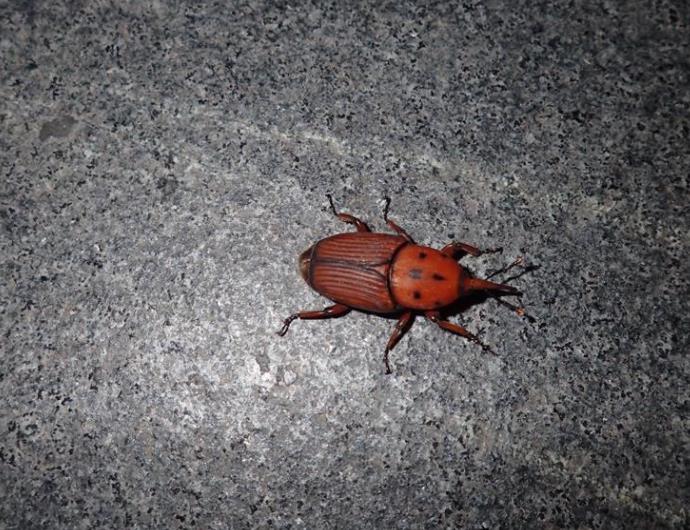 ksvqir">红棕象甲(学名: i>rhynchophorus ferrugineus /i>)是竹象科