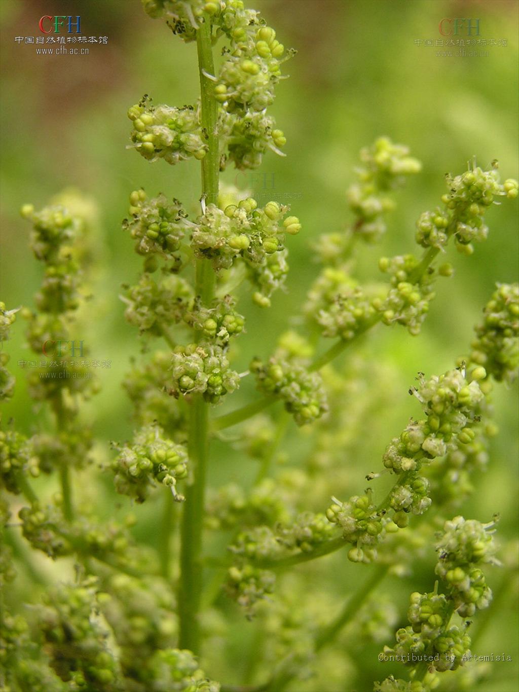 又名波斯菜,赤根菜,鹦鹉菜等,属藜科 a target="_blank" href="/item