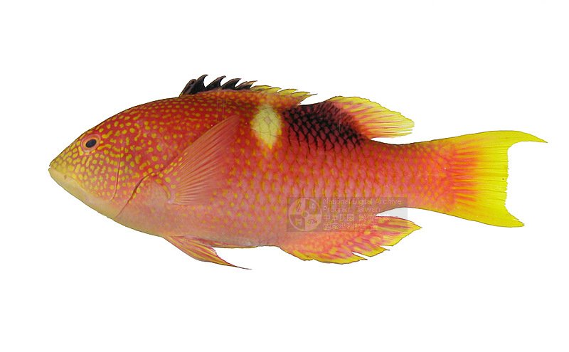 cuvier, 1830) ,别名:打铁婆,属 a href="#">石鲈科 /a>胡椒鲷属的一