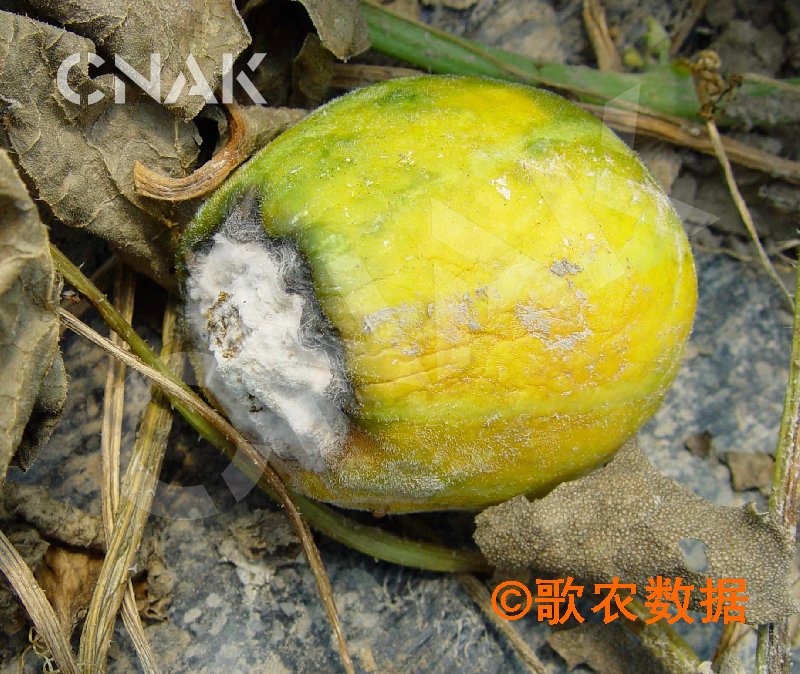 甜瓜果腐病