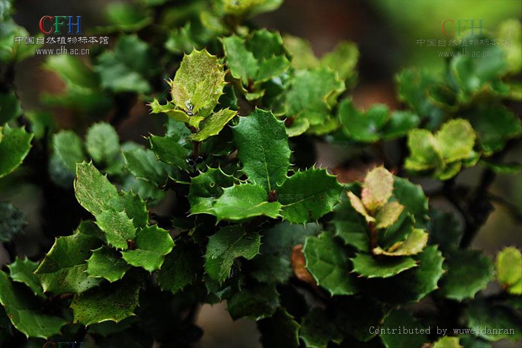 guyavifolia),壳斗科栎属植物,常绿灌木或小乔木,叶卵形,倒卵形或椭圆