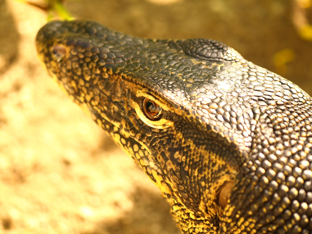  p>巨蜥是巨蜥科巨蜥属的一种动物,包括所有 a data-lemmaid="84902">