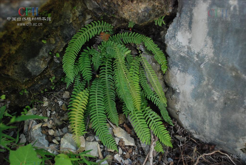  p>荚囊蕨属(学名:struthiopteris scopoli)是乌毛蕨科下属一属.