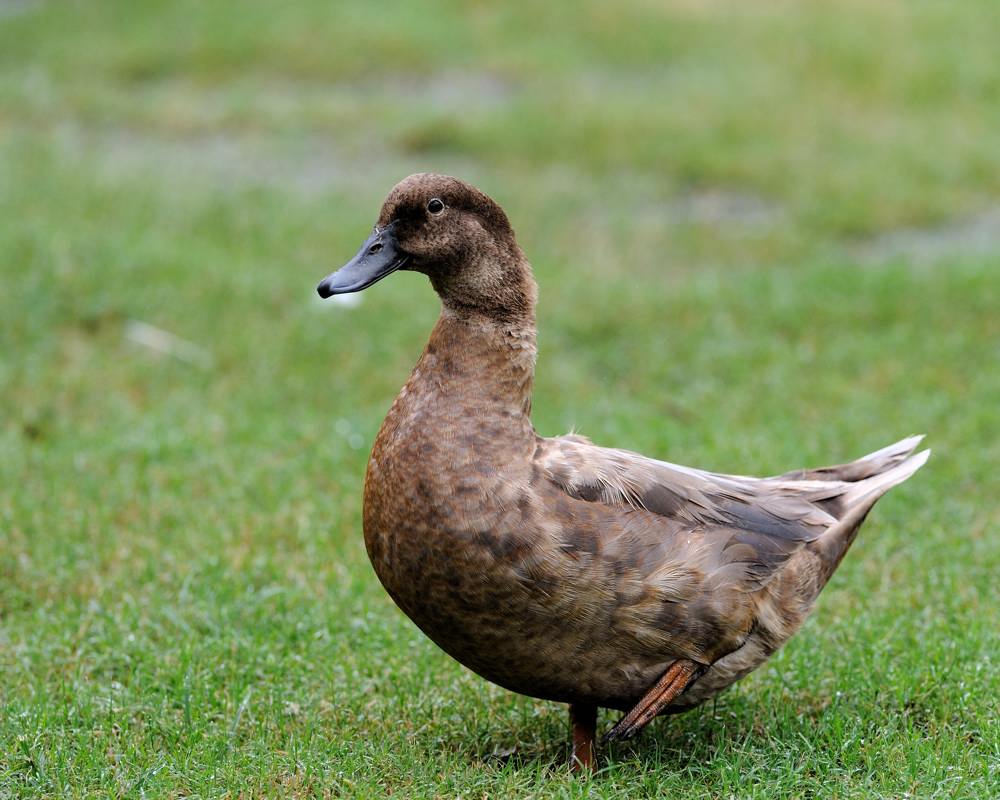 三种灰鸭有的分类系统将其分为一种三亚种(不算已