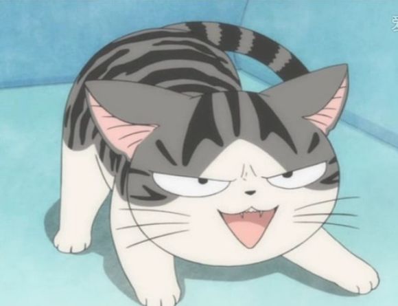 小奇猫