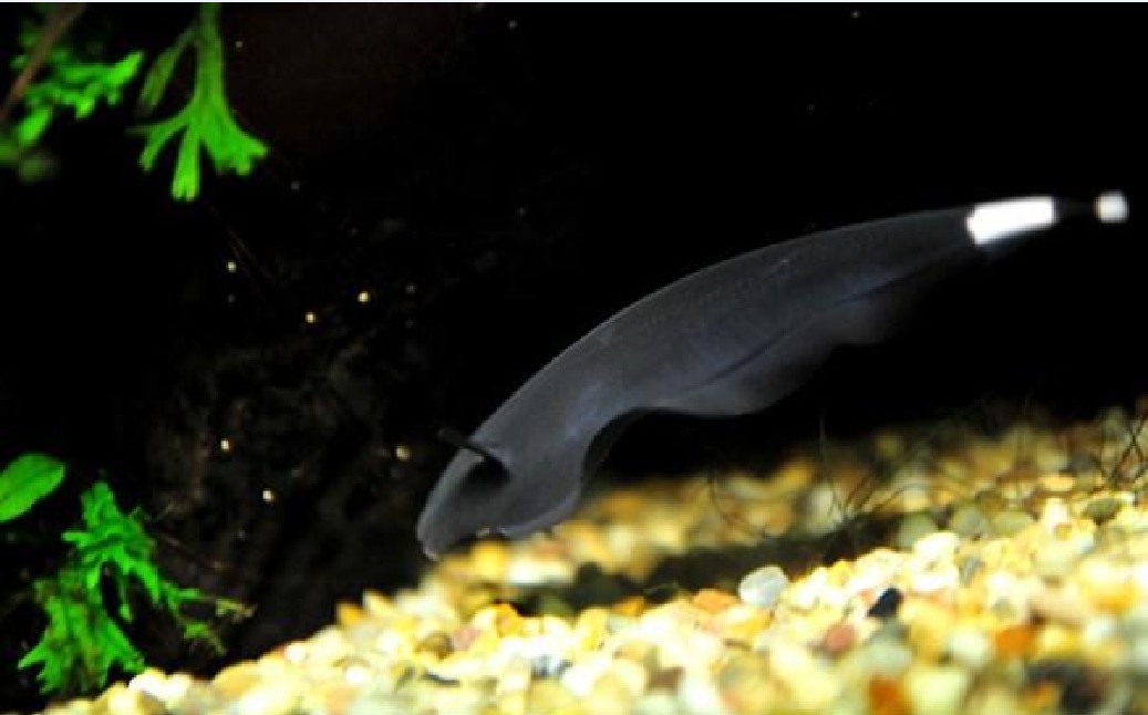  p>线翎电鳗,又名黑魔鬼鱼,英文名:black ghost fish,在国内更通俗的