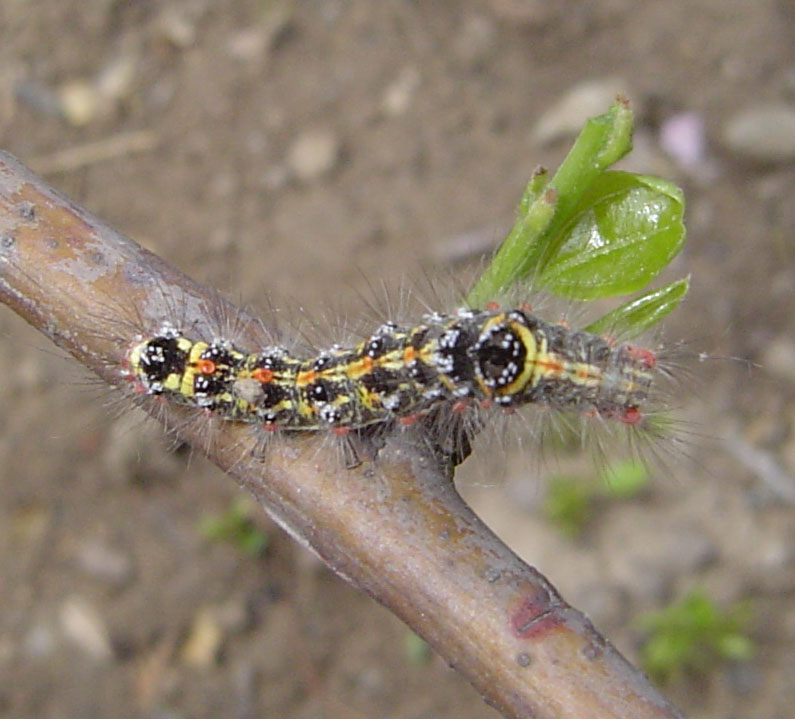 ">鳞翅目 /a>, a href="#" data-lemmaid="6243720">毒蛾科 /a>