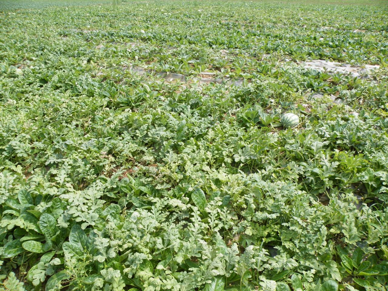  p data-id="go0l782ofp">西瓜的一种,果实圆球形,皮厚0.