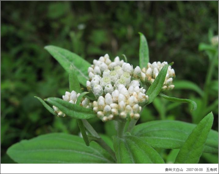  p>又名太白乌头, a target="_blank" href="/item/多年生草本