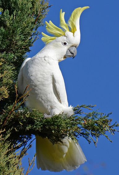 sulphur-crested cockatoo