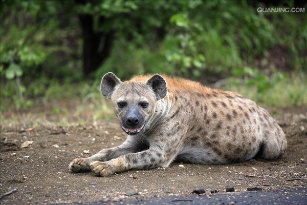  p>斑鬣狗(学名: i>crocuta crocuta /i>):又名斑点鬣狗,体长约95-160