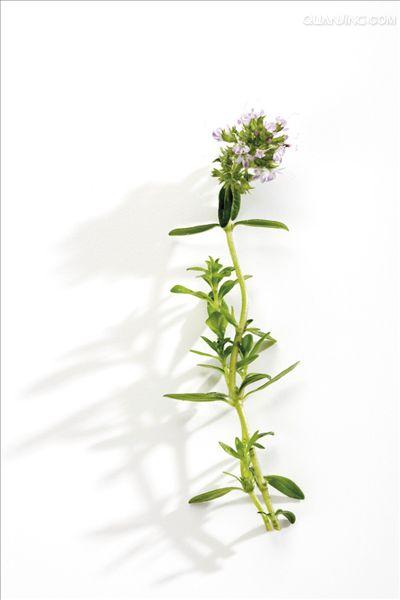  p data-id="txuwy1af45ll">百里香( i>thymus mongolicus /i> (ron