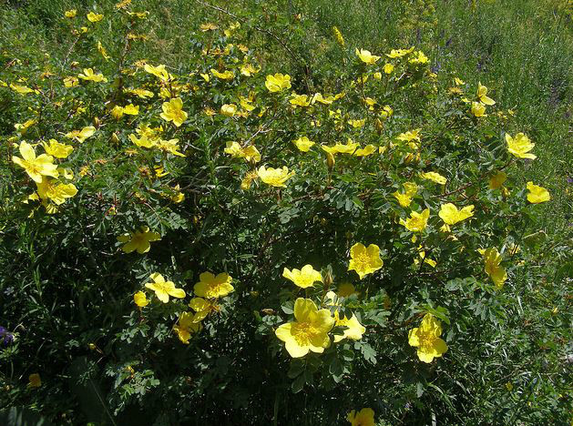  p>宽刺蔷薇(学名: i>rosa platyacantha /i>  schrenk)是小 a href="