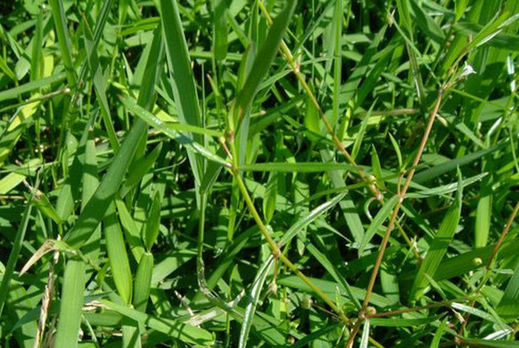  p>黄丝草(学名:potamogeton maackianus)是眼子菜科多年生沉水草本.