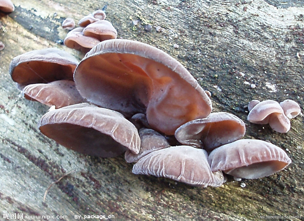  p>木耳,又叫云耳,桑耳,是我国重要的食用菌,有广泛的自然分布和人工